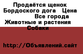 Продаётся щенок Бордоского дога › Цена ­ 37 000 - Все города Животные и растения » Собаки   